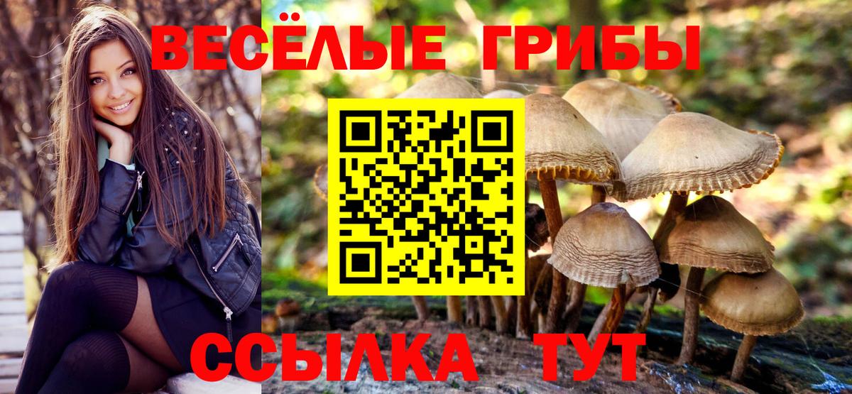 Галлюциногенные грибы Psilocybine cubensis Муравленко